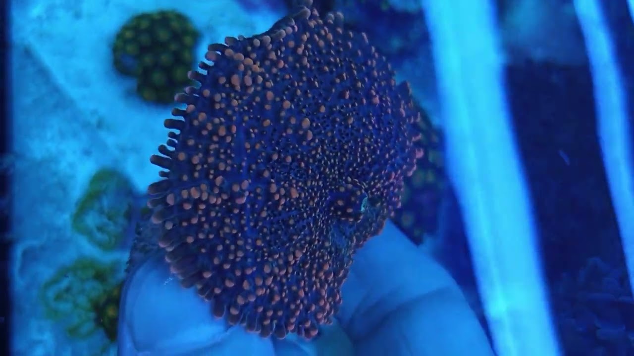 Ricordea Orange and Blue coral gandalf