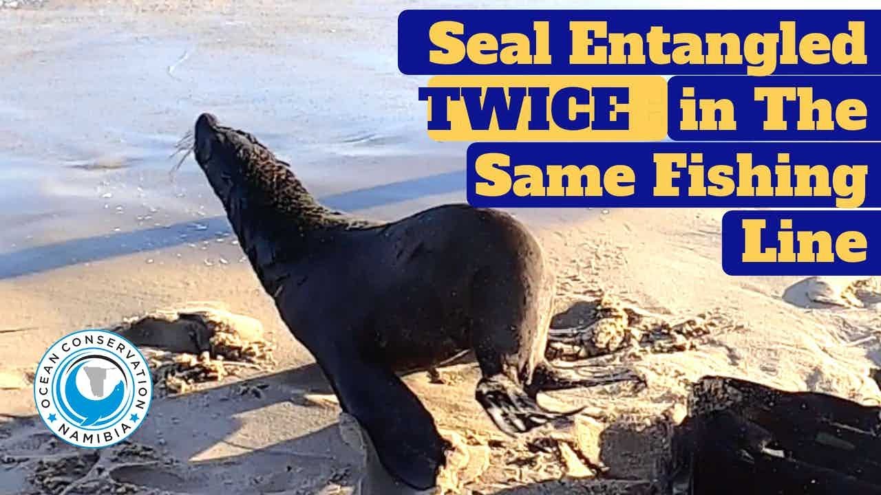 Seal Entangled TWICE in The Same Fishing Line