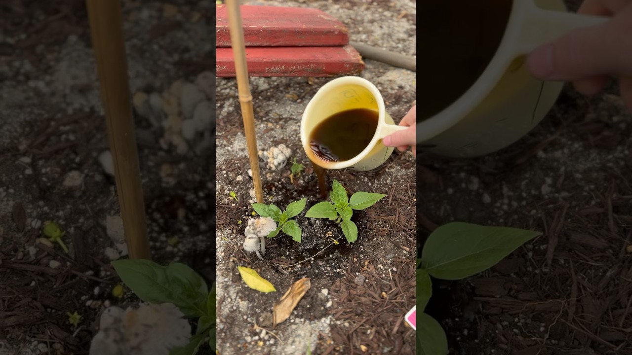 Surprising Gardening Hack: Using compost tea to Boost Plant Growth!
