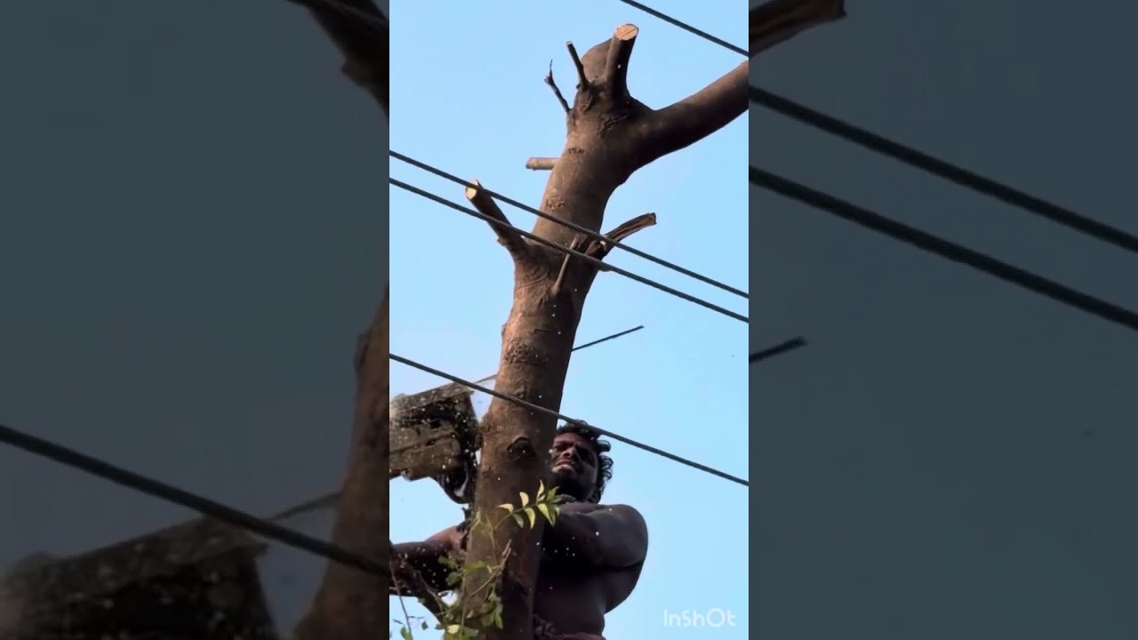 Tree#treecutting#trending#trendingvideo#treeremoval