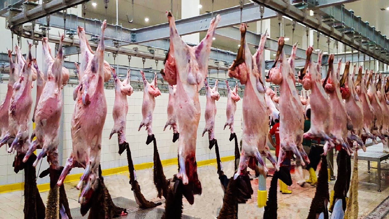 How to Goat Farming for Milk And Meet - Advance Goat processing factory  Modern Technology