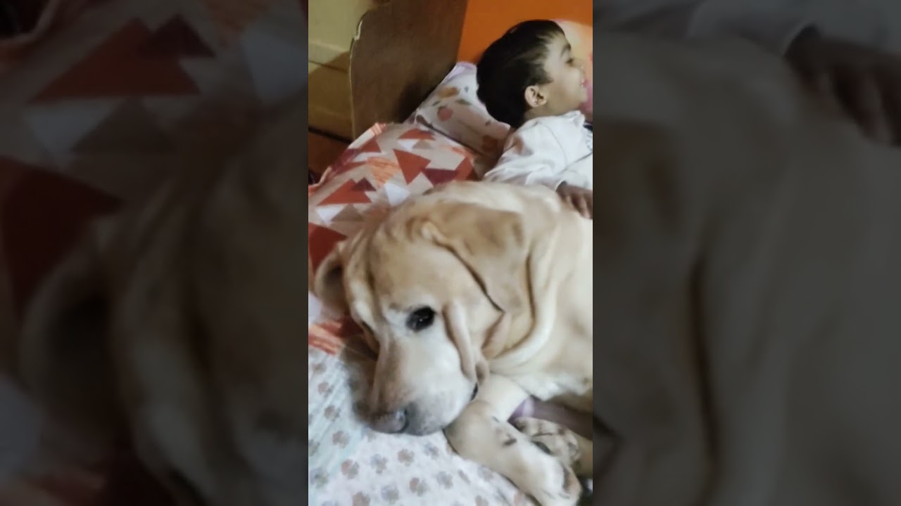 All time sleeping Labrador 
