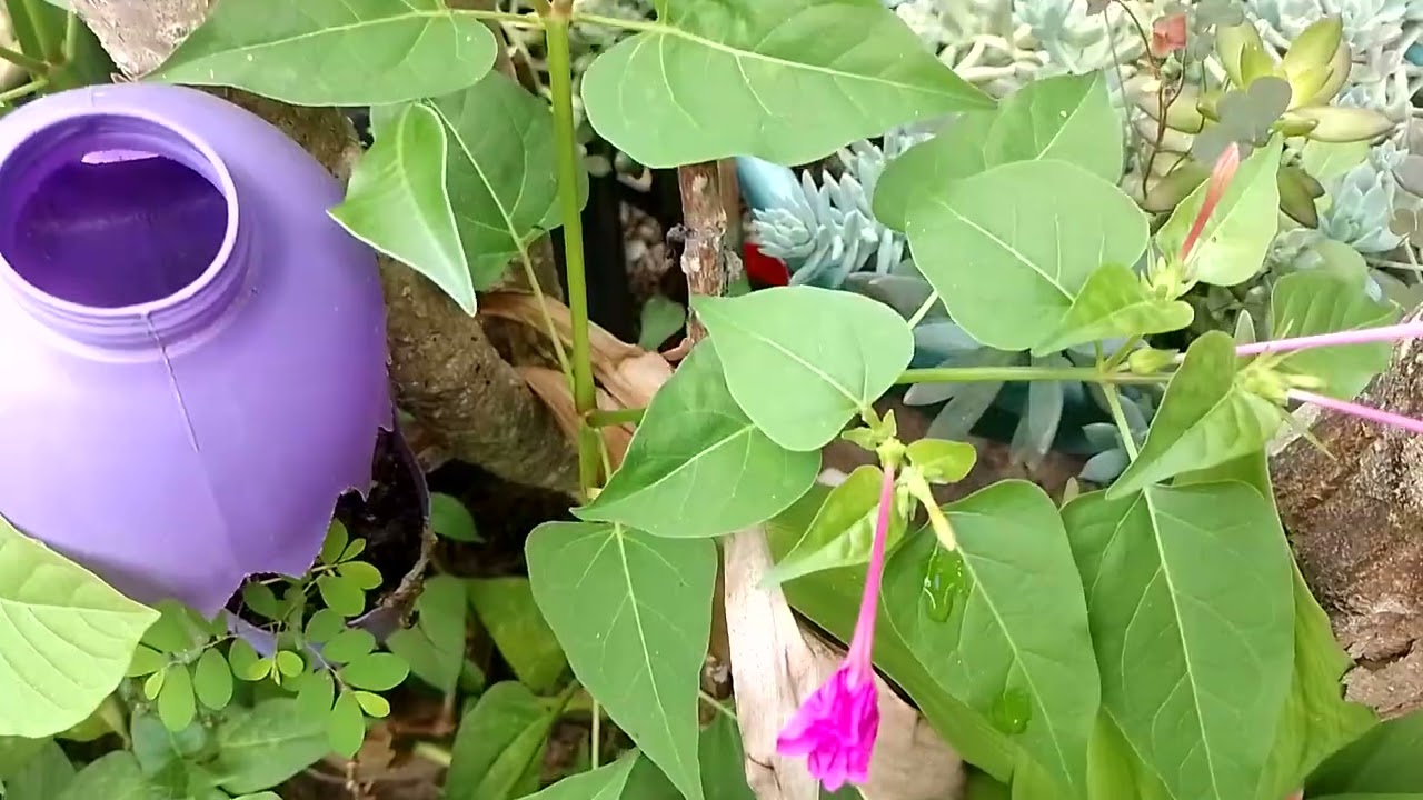  # 12 De março 2026 #  projeto Vilma Galvão # mostrando as flores do mês.# 