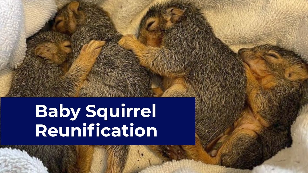 Baby Squirrel Reunification