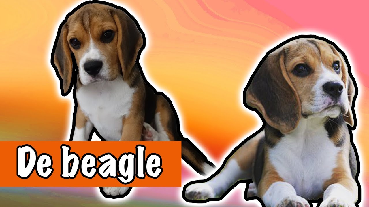 IK WIL EEN BEAGLE! | DierenpraatTV