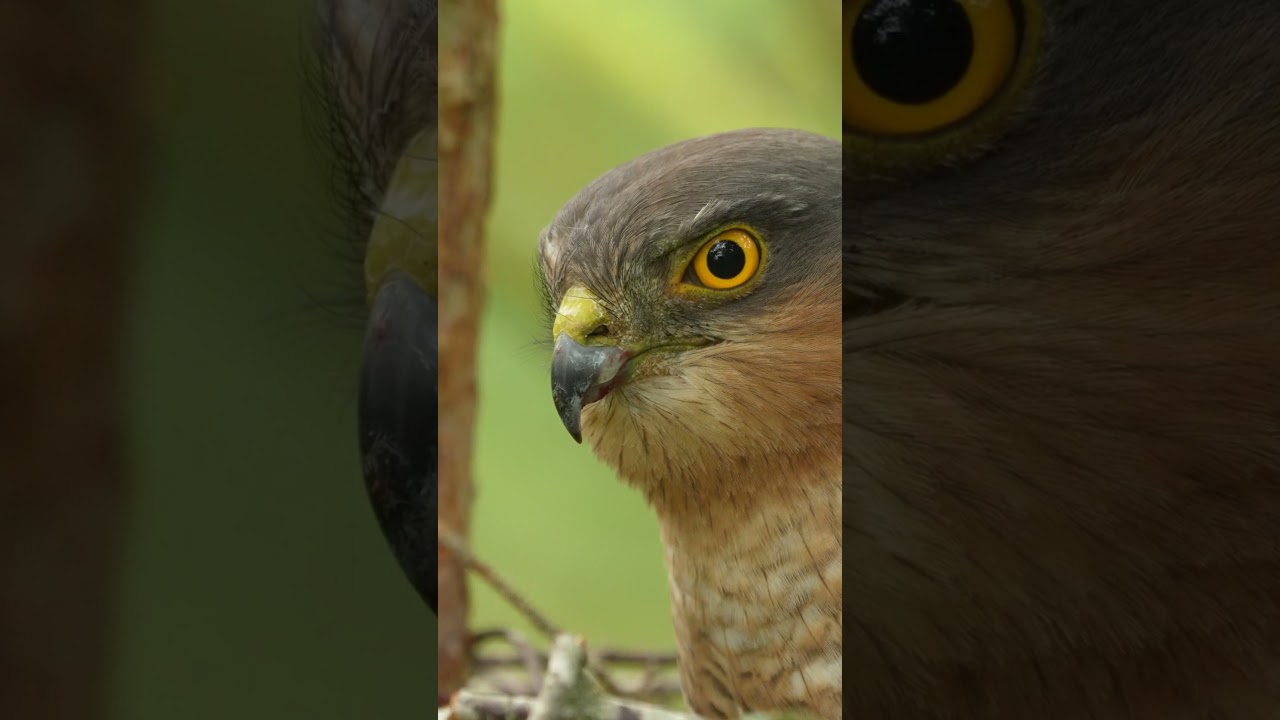 It's bedtime and the sparrowhawk chicks are still wide-eyed #sparrowhawk #discoverwildlife