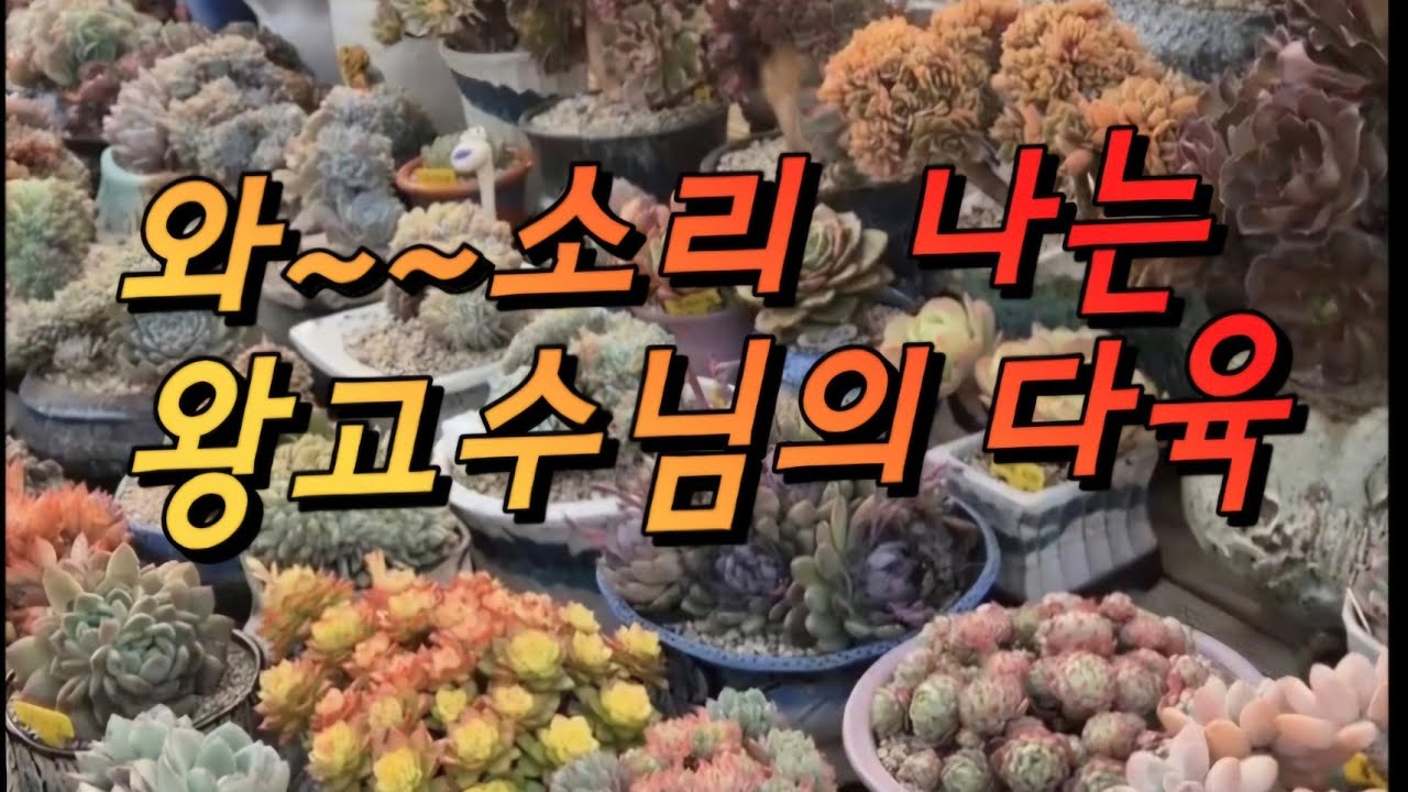 와~~소리나는 왕고수님의 다육이 도촬  했습니다 #다육이 #다육식물 #캔디다육 #선인장 #아프리카식물 #국민다육 #에오니움 #수제화분 #키핑다육 #반려식물 #청주