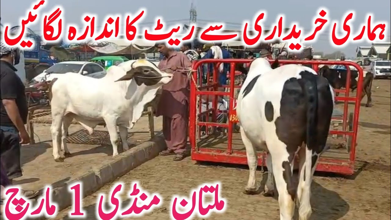 Today Multan Cow Mandi | Cholistani Brahman Bachre || Global Village Farming 