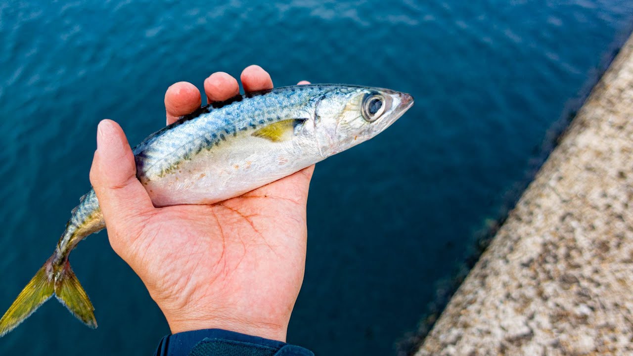 釣ったサバを餌にして漁港のヌシを釣り上げたい