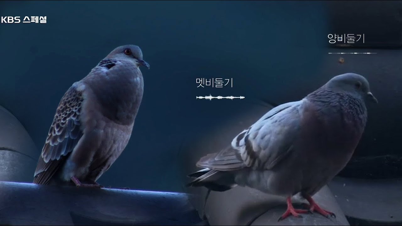 [시그널 사라져가는 소리] 멧비둘기 - 양비둘기 울음소리 ㅣ KBS방송