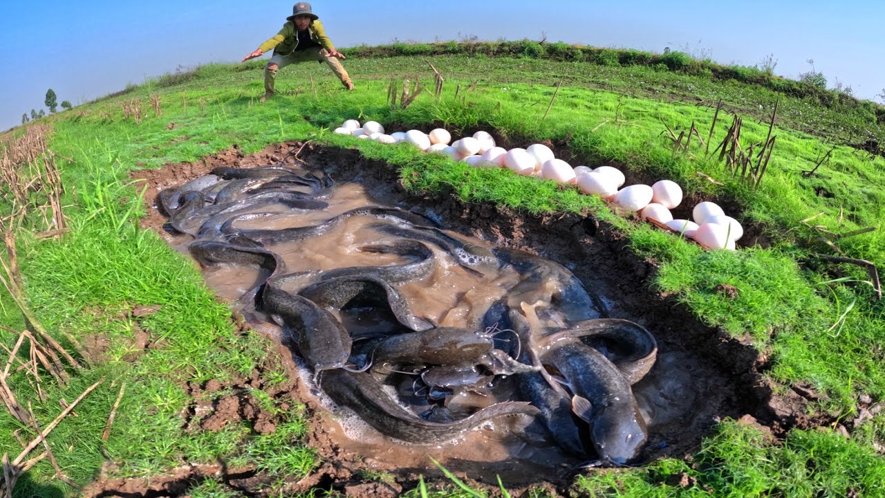 Fishing amazing skills, catch a lot of fish in water and pick duck eggs by hand