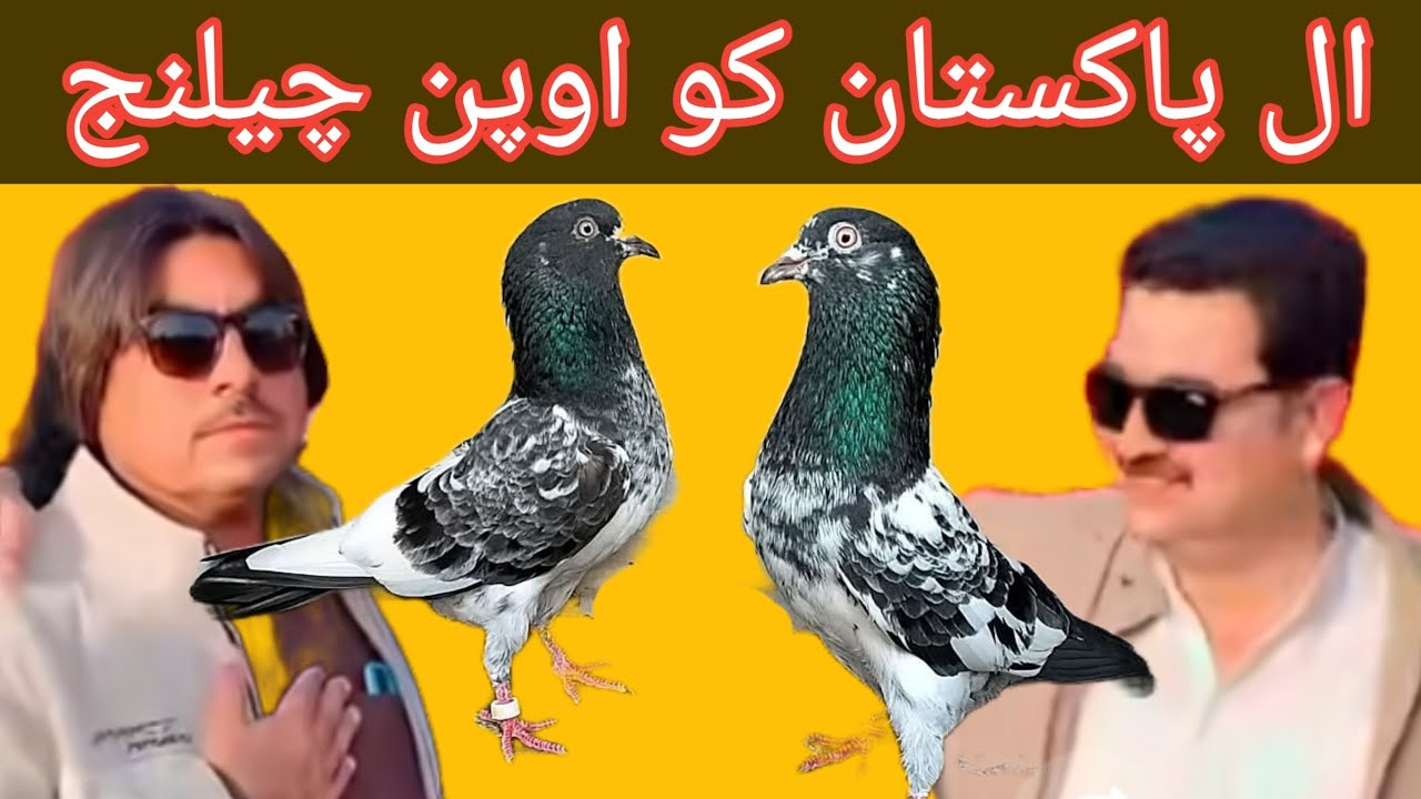 USTAD.ASIM.AZAM.PeHALWAN sab ki chat se pigeons