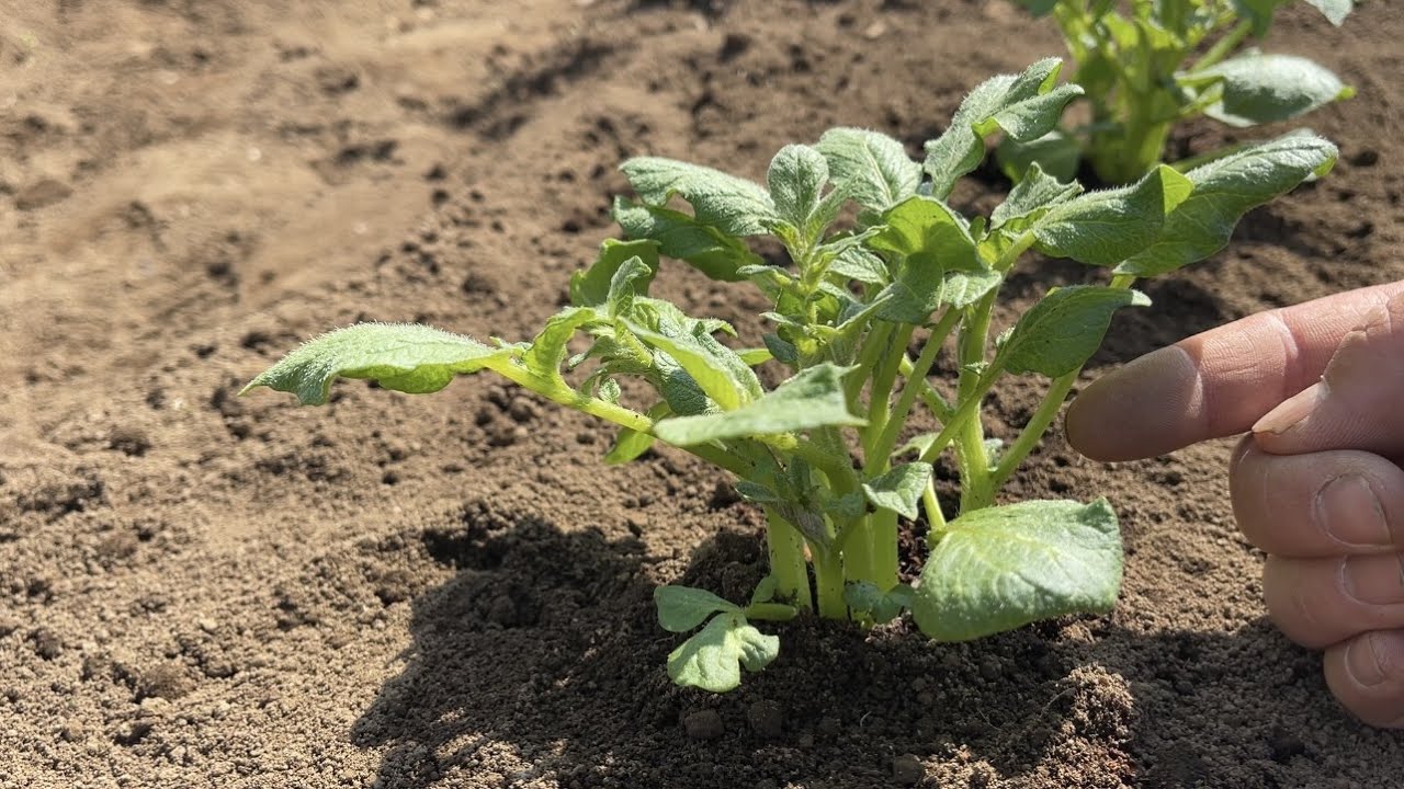 じゃがいもの芽かきコレやるだけで収穫量が１.５倍になります！【春じゃがいも栽培】23/3/15