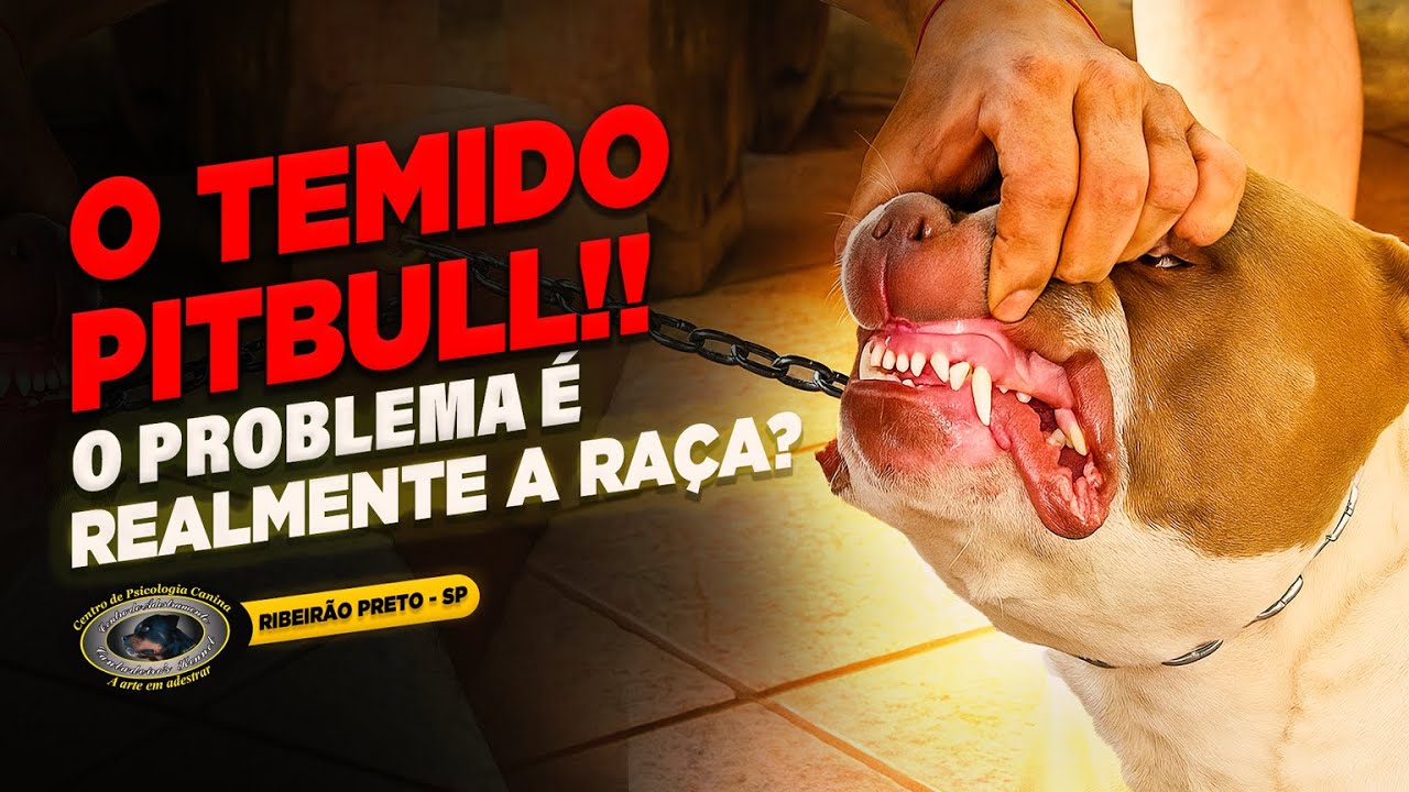 PITBULL — HANNA — EXCLUSIVO: OLHAR TÉCNICO E DETALHADO