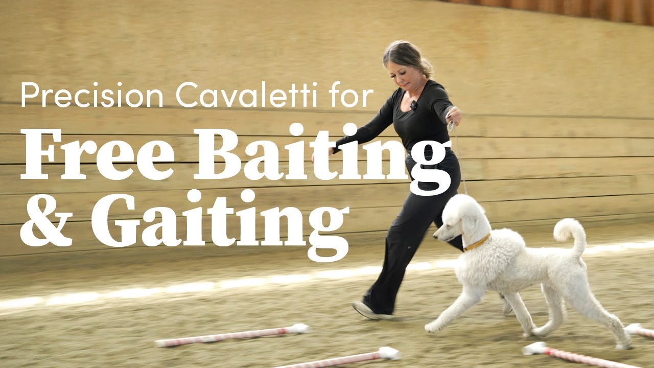 Stopping at the Poles Training Exercise | Precision Cavaletti for Free Bating & Gaiting