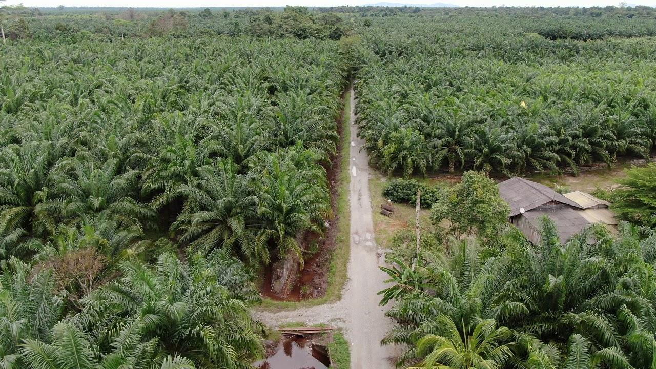 Aerial View of The Palm Oil Estates at Sarawak, the Borneo Island, Malaysia