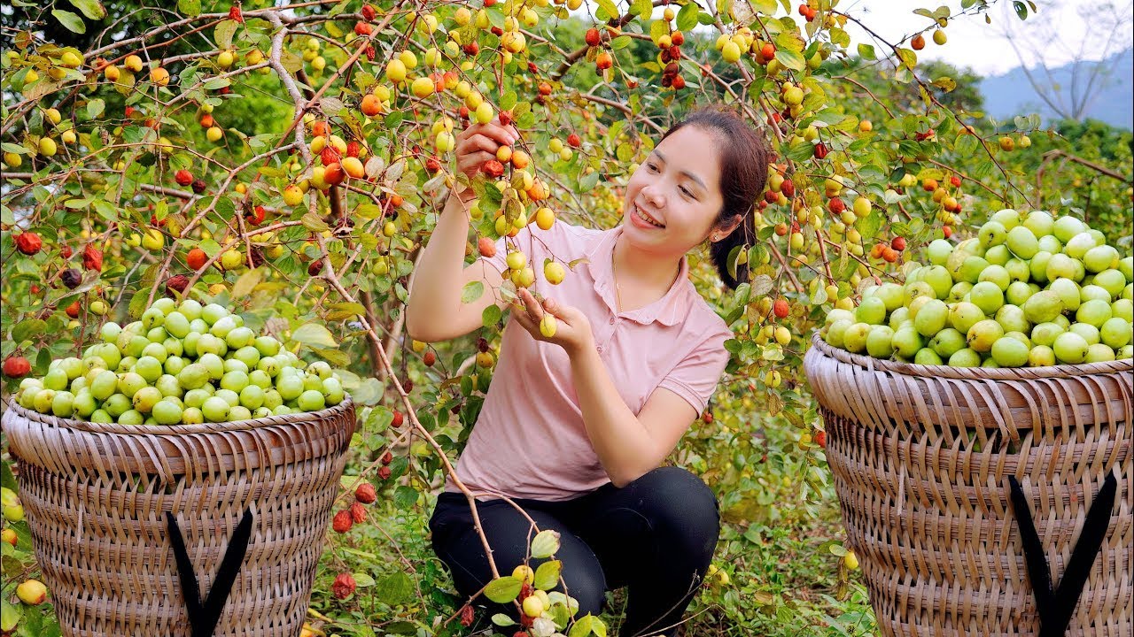Harvest Green Apple & Go to the market to sell - Farming and Cooking | Daily Life