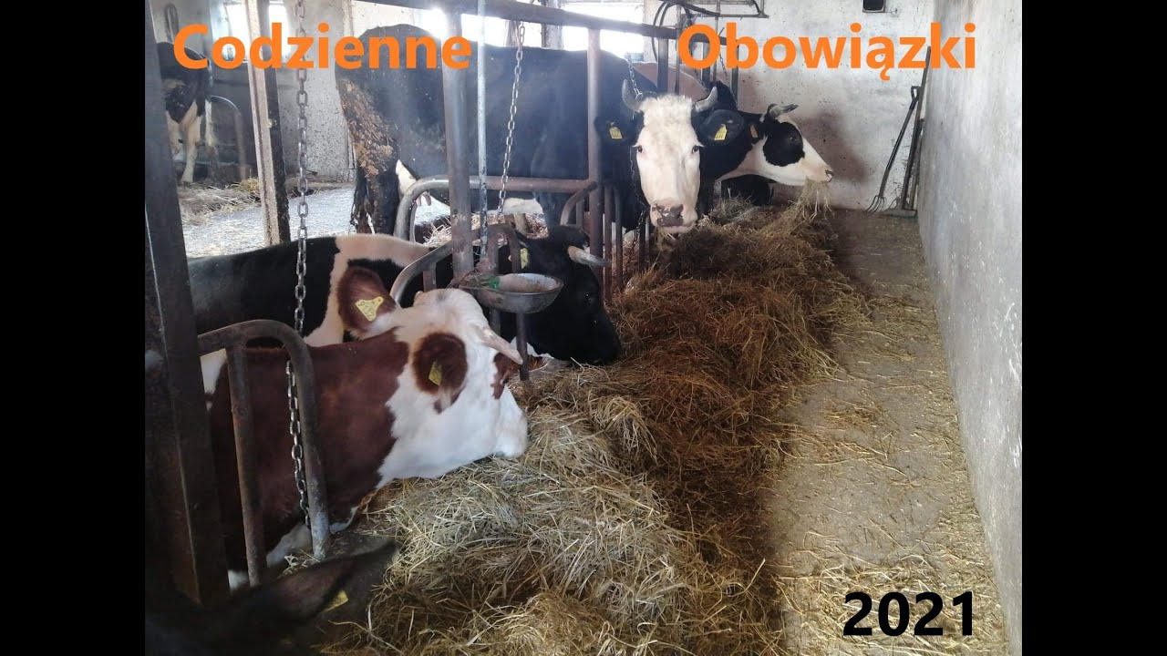 Codzienne Obowiązki Młodego Rolnika🐮[Rusek na dwa koła]🔥🚜