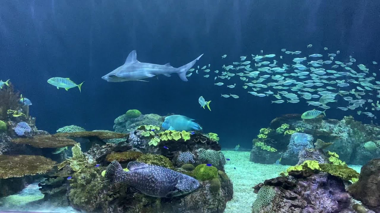 A Closer Look at Wild Reef