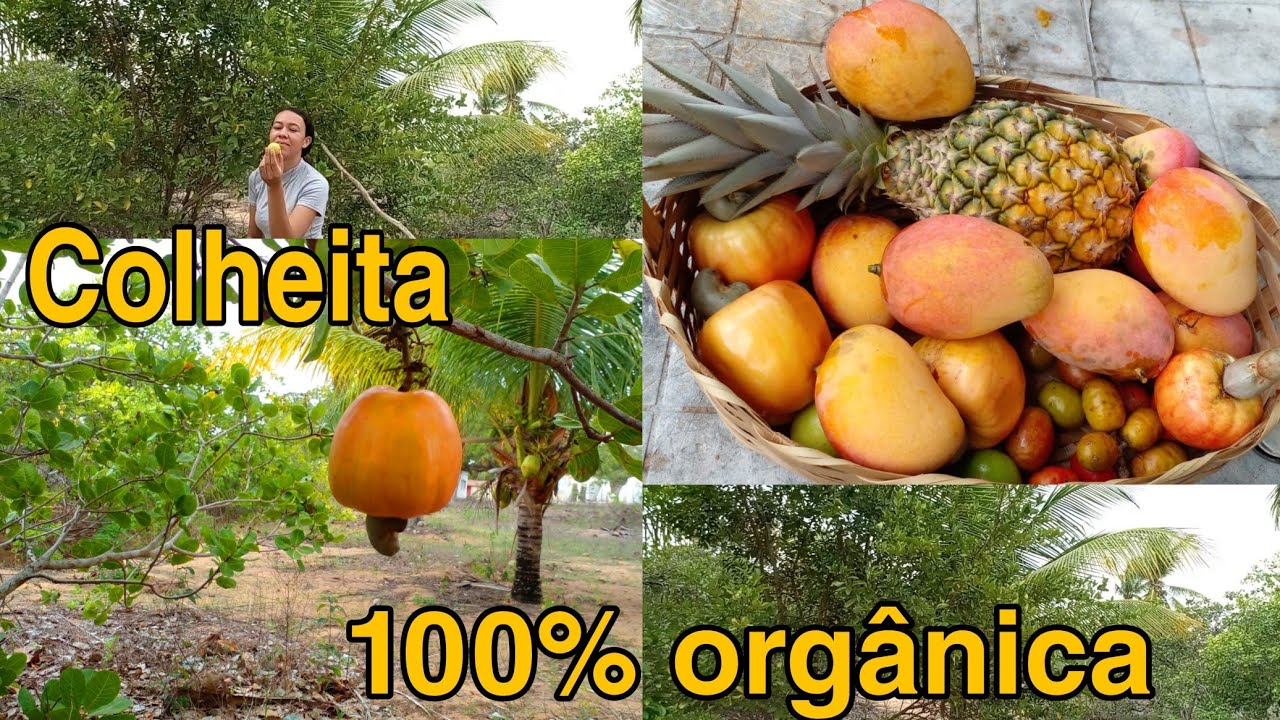 Dia de colher frutas fresquinhas aqui no sítio/ tudo orgânico!#fartura #frutasorganicas #sertão 
