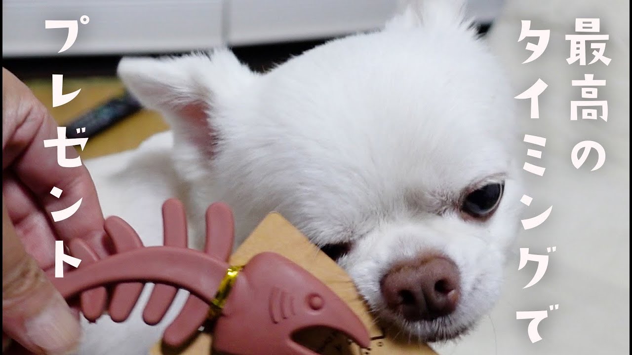 愛犬に最高のタイミングでおもちゃをプレゼントしたら大喜びでしたが...