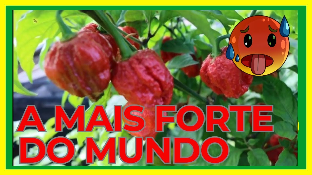 Pimenta mais forte do mundo- Em Mortugaba na Bahia - Assista