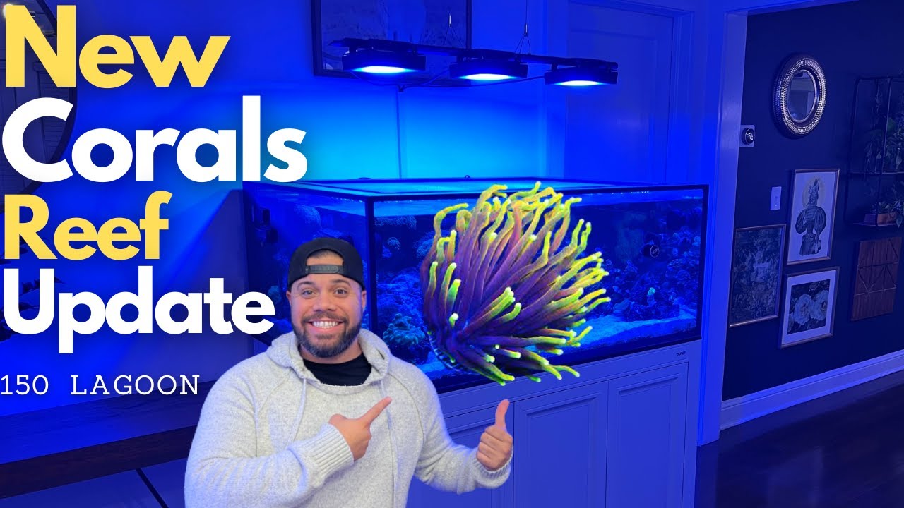 New Corals- Torch coral and Reef update!