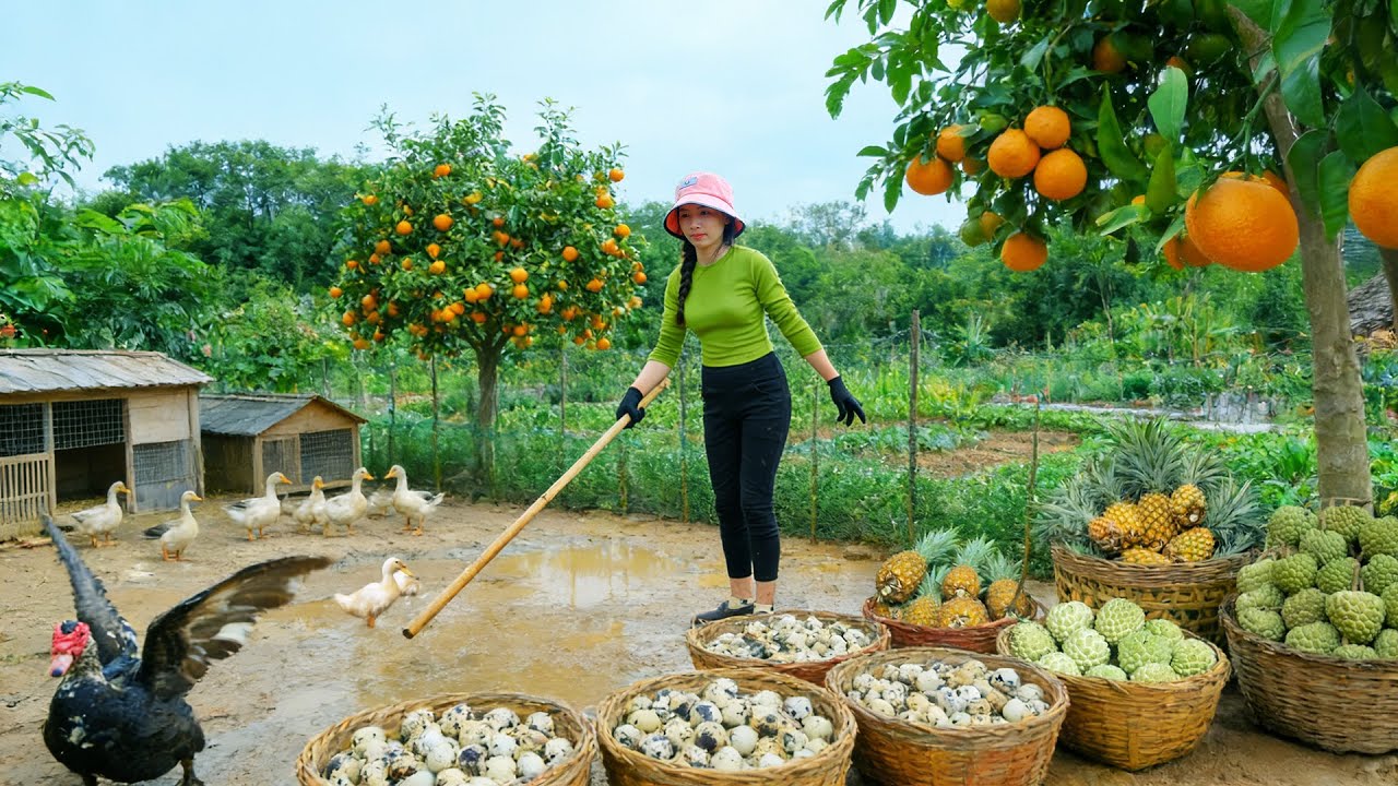 Harvest, Sell, Cook: Ducks, Quail Eggs, Oranges, Pineapple, Custard Apple – Farm Life