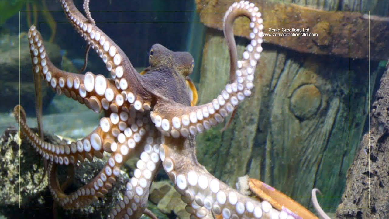 Kelly Tarlton's Sea Life Aquarium, Auckland