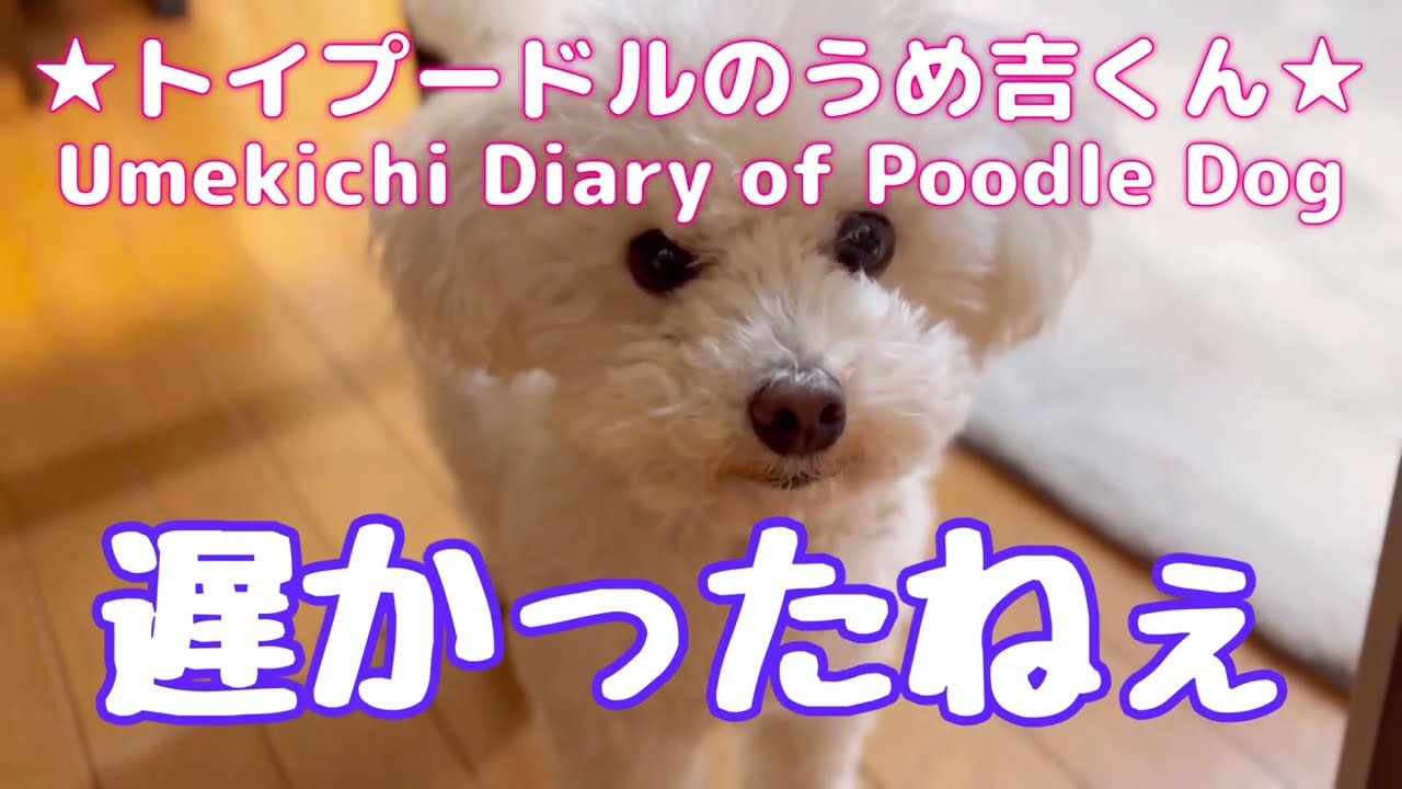 遅かったねぇ ★トイプードルのうめ吉くん(1922日目)★Umekichi Diary of Poodle Dog