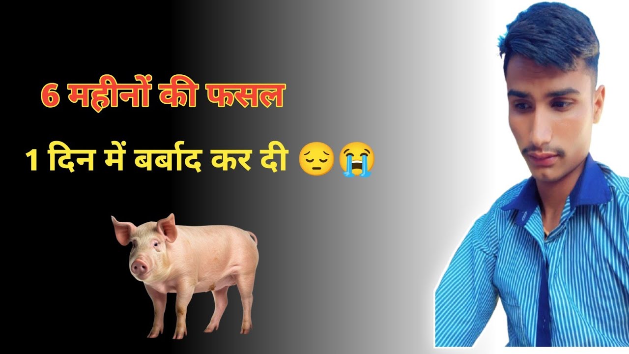 6 महीनों की फसल एक दिन में बर्बाद कर दी 😔 #farmer #longvideo 