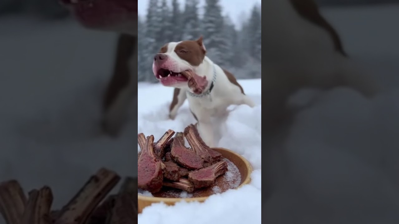 Happy Tummy, Happy Puppy
