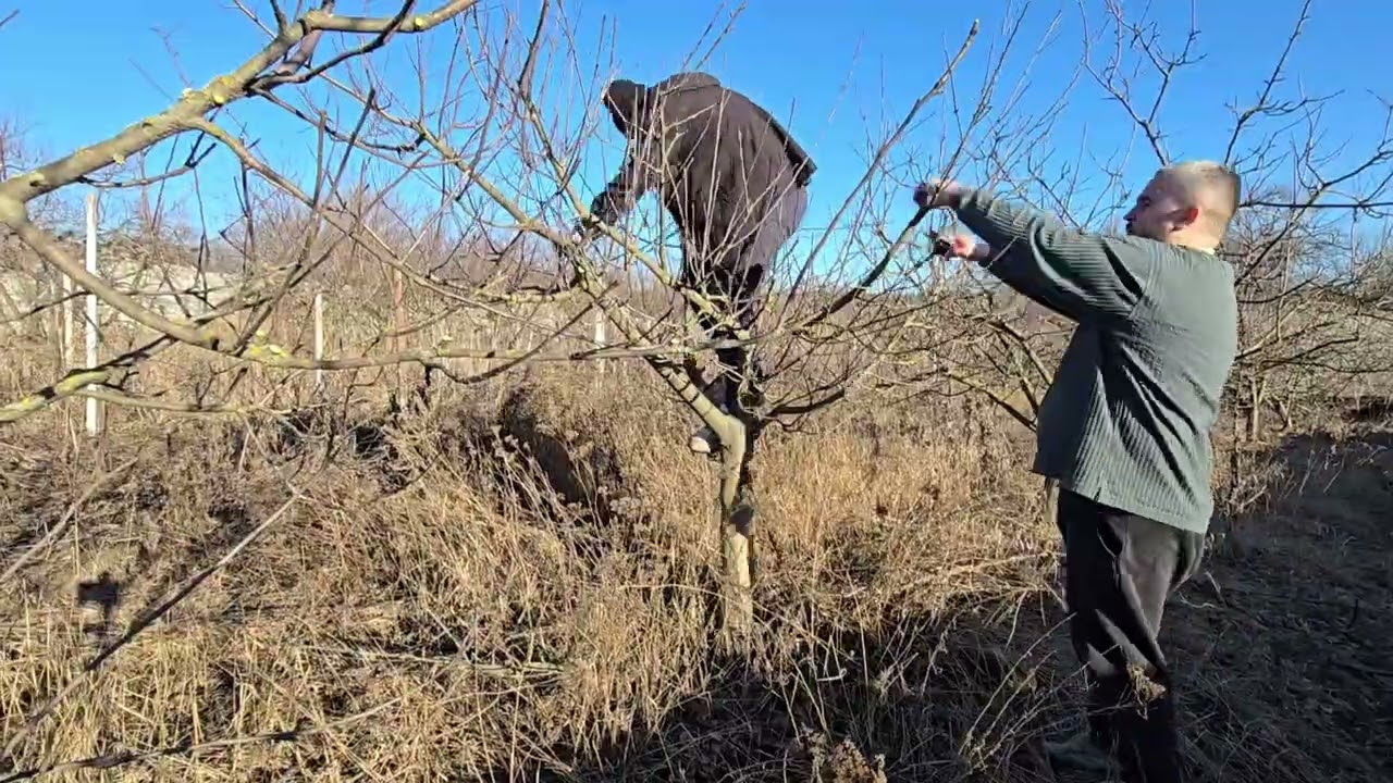 Работа в заброшенном саду день второй! Что успели за сегодня?