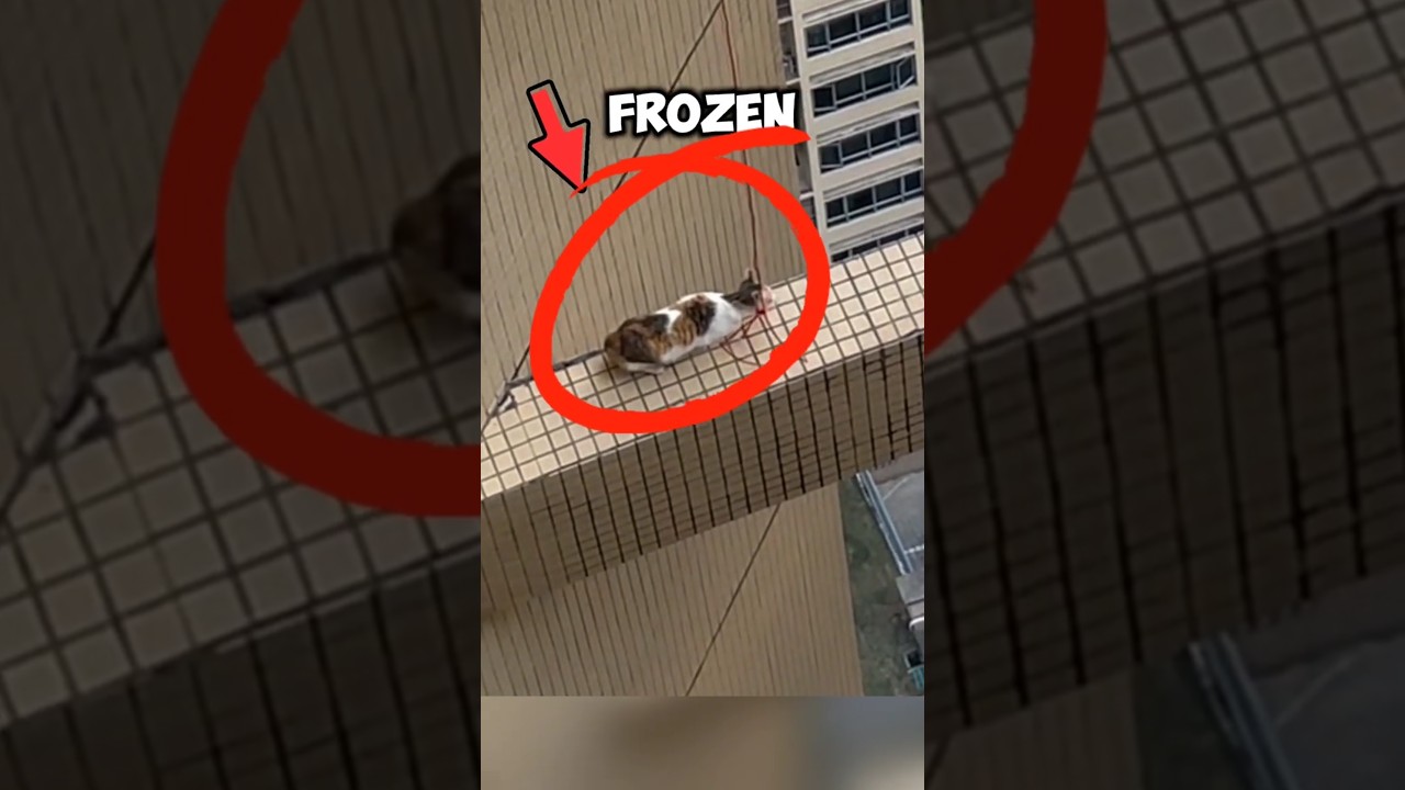 Saving A Cat stuck 32 story building #ytshorts #rescue