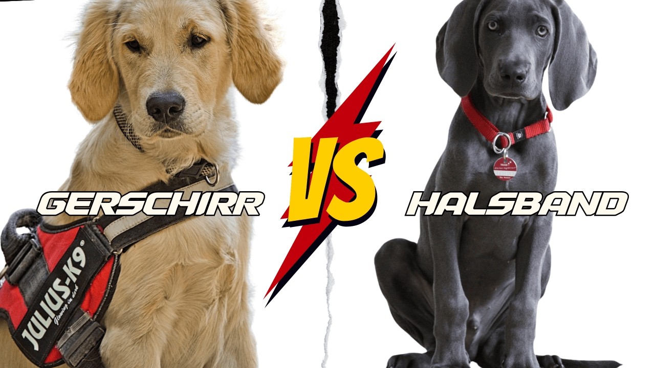 Halsband vs  Geschirr? Die unbequeme Wahrheit aus 34 Jahren Praxis #hundetraining #hundeschule