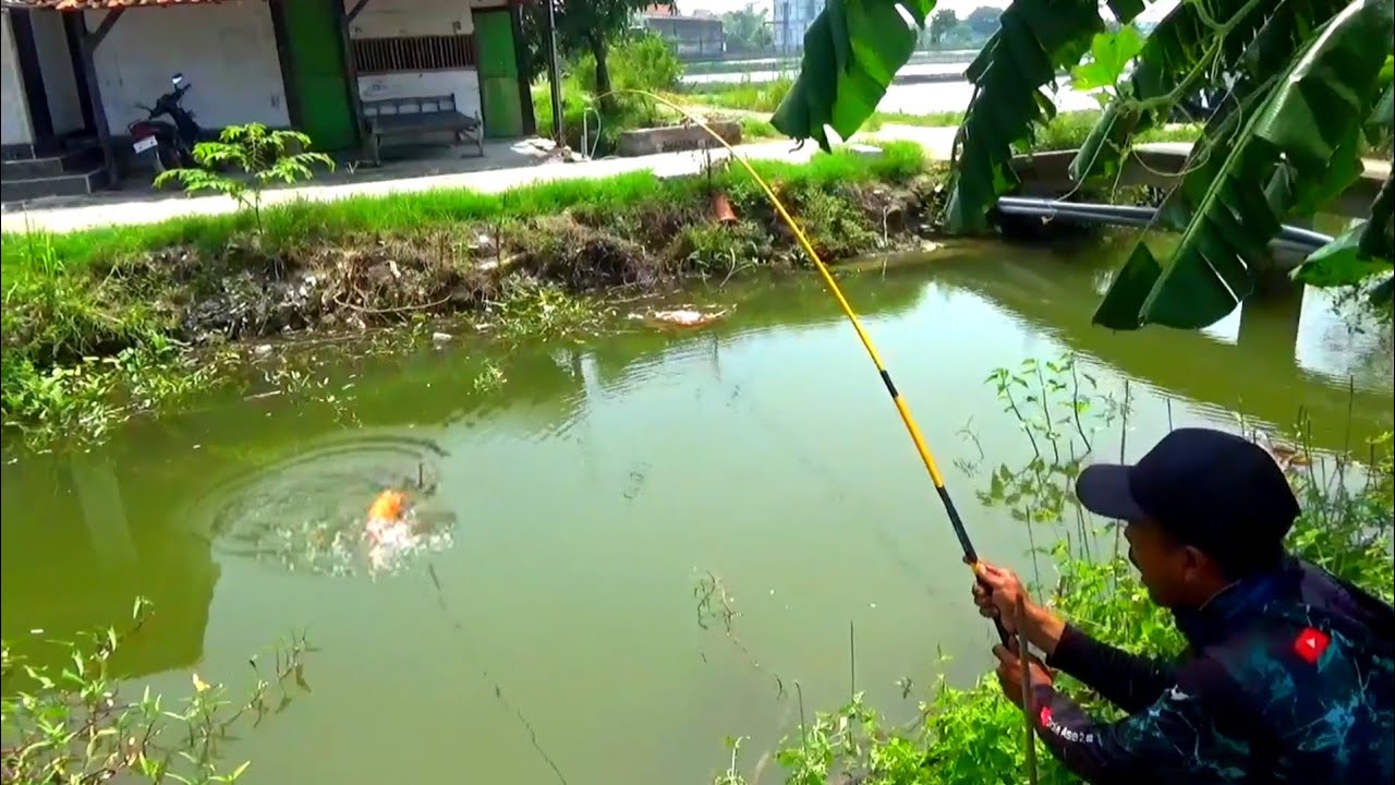 REZEKI! WARGA SINI JANGAN SAMPE ADA YANG TAHU DULU, SUNGAI DEPAN RUMAHNYA TERNYATA BANYAK IKAN MAS 