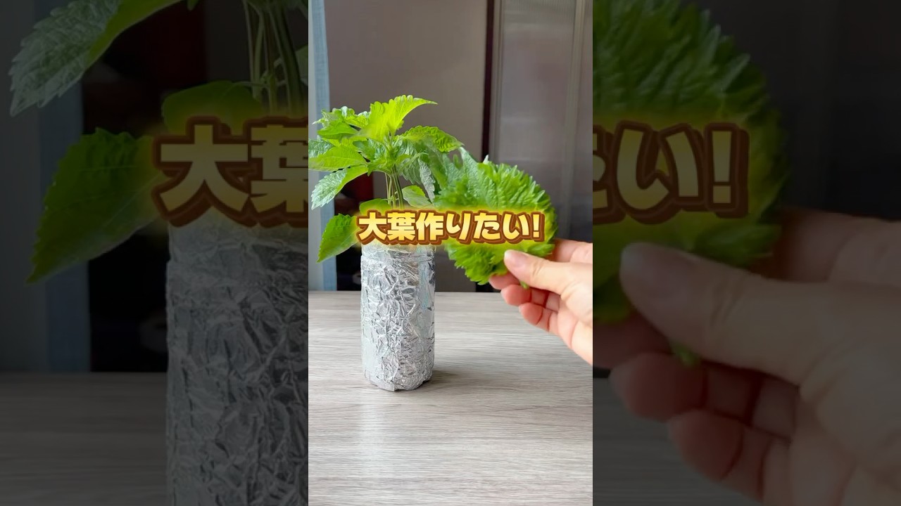 リクエストがあった大葉水耕栽培🌿#野菜作り #野菜栽培 #家庭菜園 #水耕栽培 #大葉#シソ