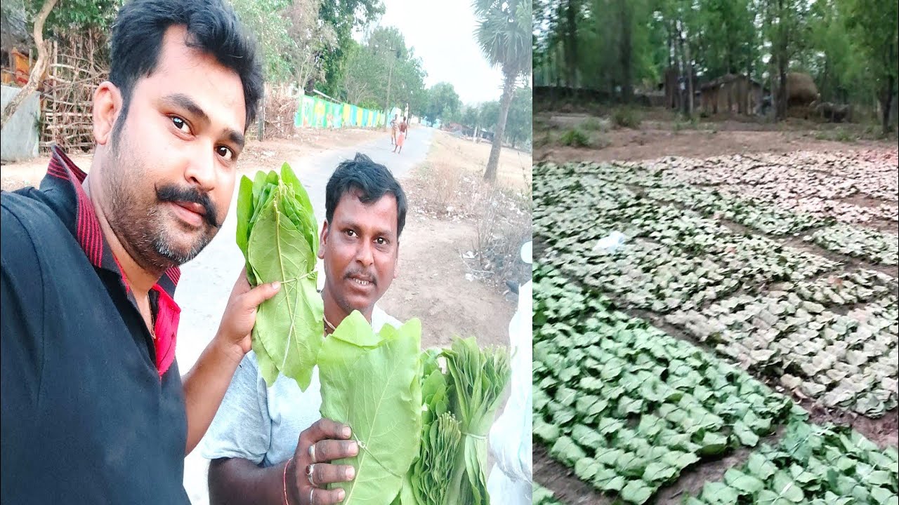 বিড়ির পাতার ব্যাবসা এই কেন্দু পাতা দিয়ে হয়,খুব লাভবান Business || kendu leaf odisha
