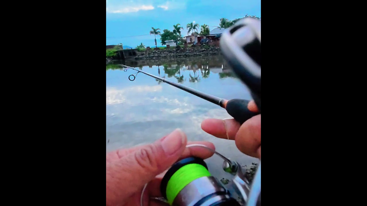 2019 Shimano Stradic FL C3000 XG in 2025: Still Work Smoothly As Silk.