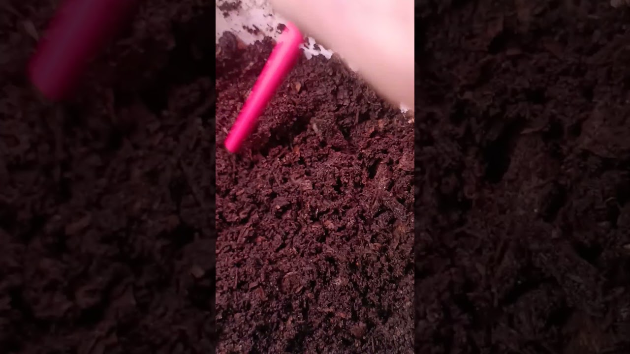 Кабачки после проморозки #иванрусских