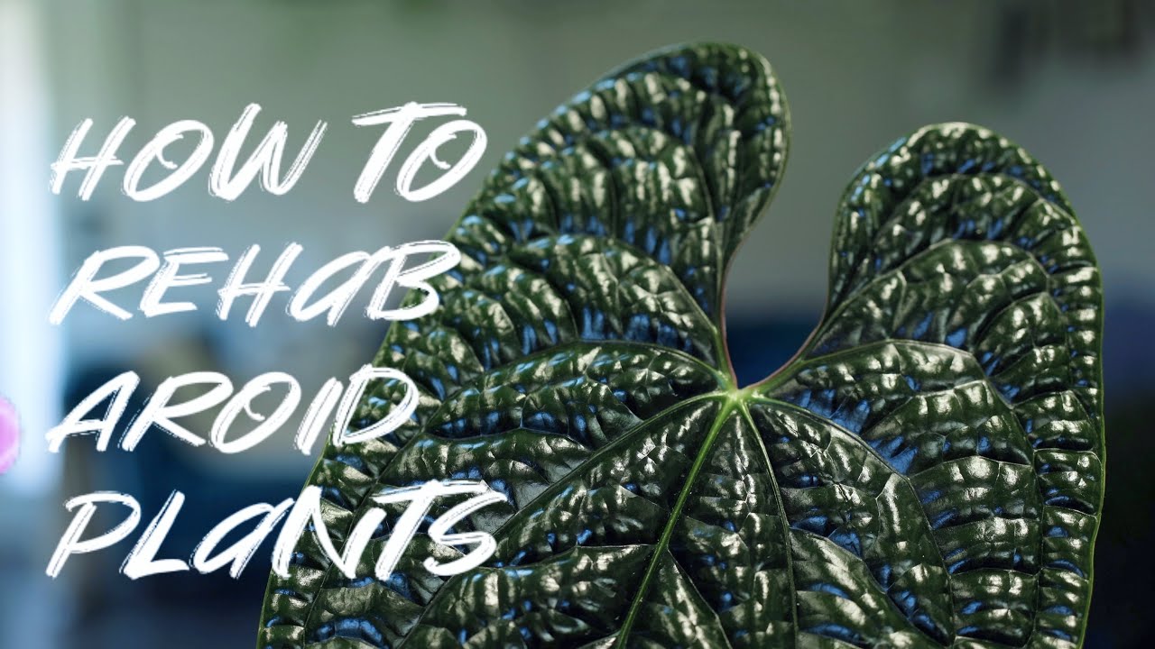 How to Rehab Rare Aroid Plants | Anthurium Luxurians | Plant Please