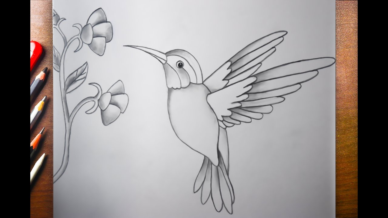 Humming bird  drawing, bird drawing, Nature drawing ,Drawing Pictures , simple bird drawing