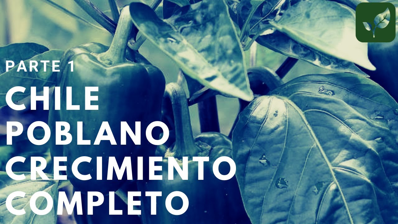 CHILE POBLANO: Siembra Crecimiento y Cuidado Parte 1