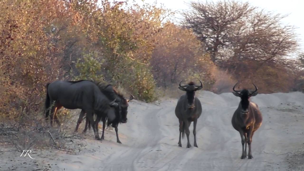 Morning in the Kalahari