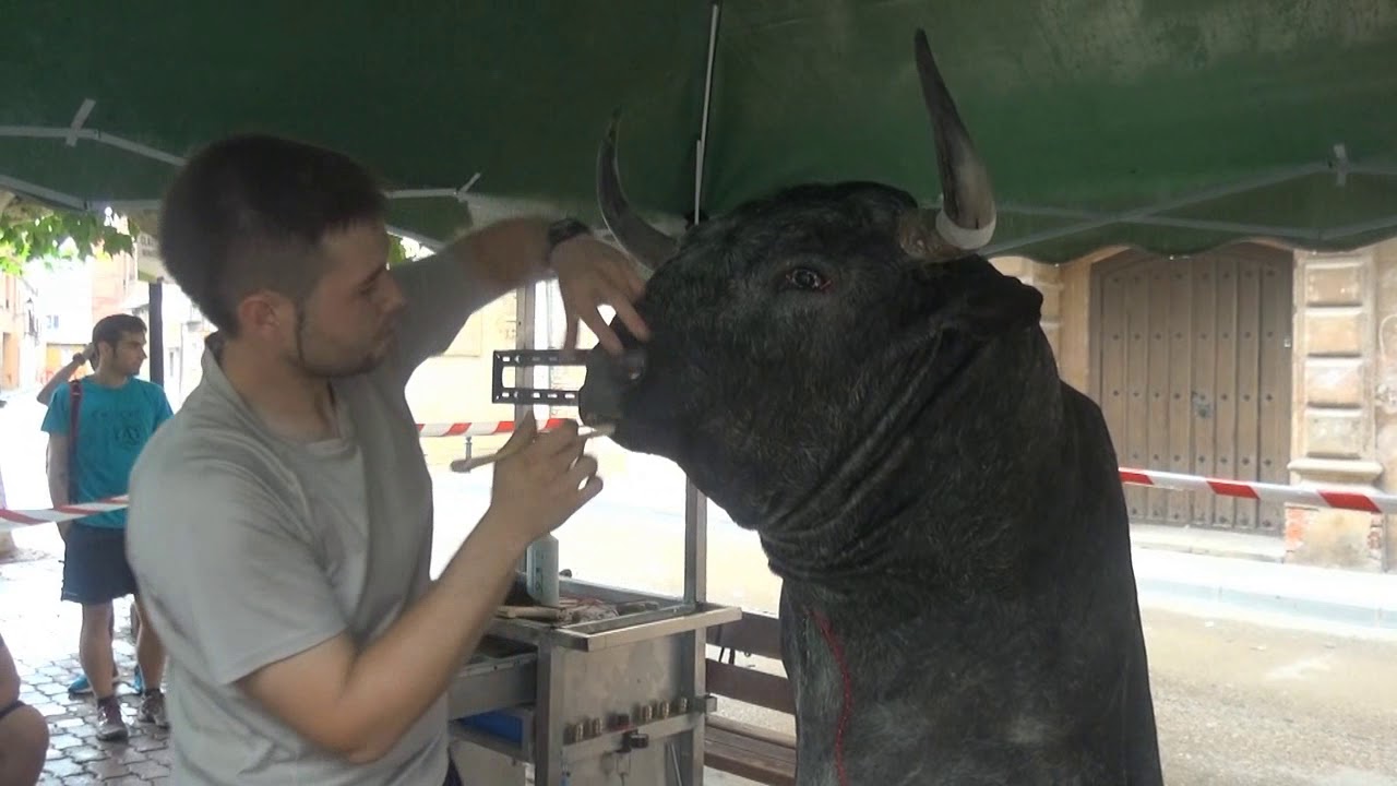 MONTAJE ARTESANAL DE CABEZA DE TORO TAXIDERMIA ALHAMA FITERO (NAVARRA) 27- 08- 2017.