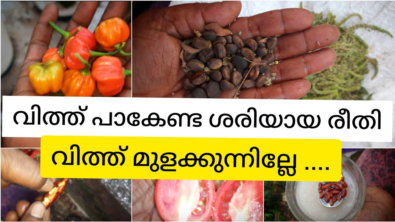 വിത്തുകൾ മുളക്കുന്നില്ലേ ....| വിത്തുകൾ പാകേണ്ട ശരിയായ വിധം|seeds germination methods Malayalam