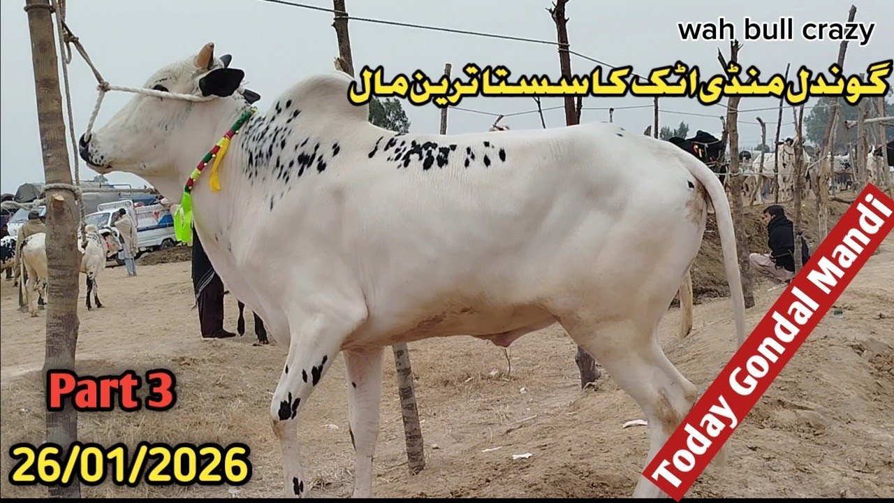 Today Gondal Mandi Attock Latest 26/01/2026 Fatehjangi Rate's Update (@Wahbullcrazy )Qurbani 2026.27