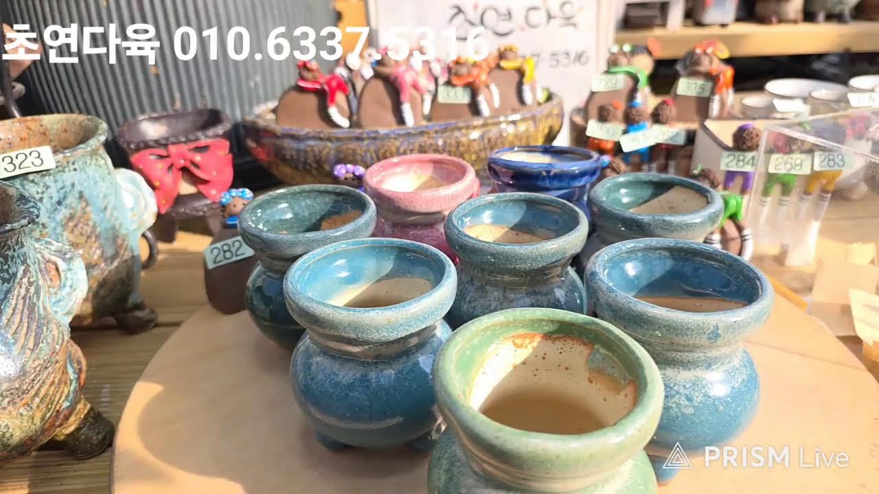 안산 초연다육 tv Choyeon Succulents TV 라이브 방송