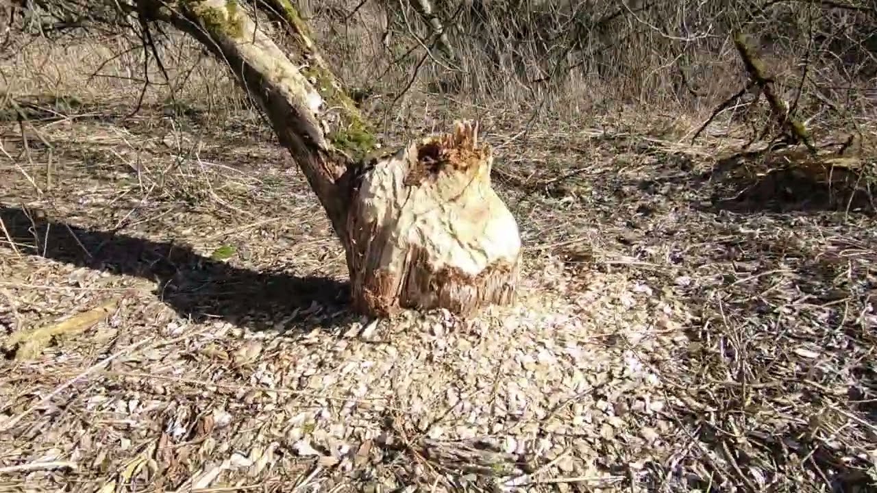 Часть 2. Прогулка возле поселка Осипенки. Тихмяновская высота.