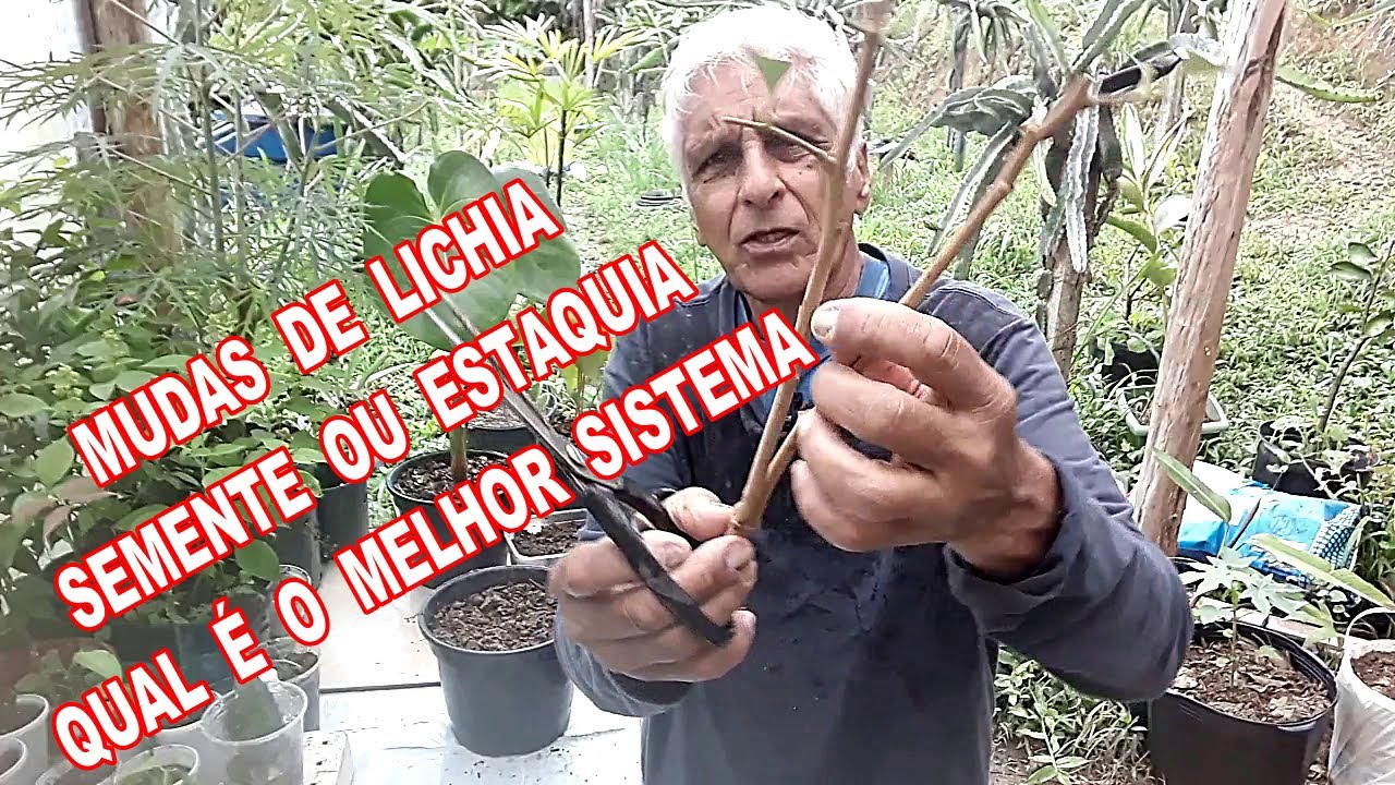 lichia mudas pela semente e estaquia qual é melhor